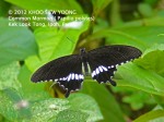 butterfly Common Mormon
