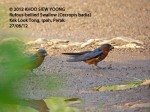 Rufous-bellied Swallow-pair