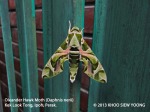 Moth Oleander Hawk- 9437